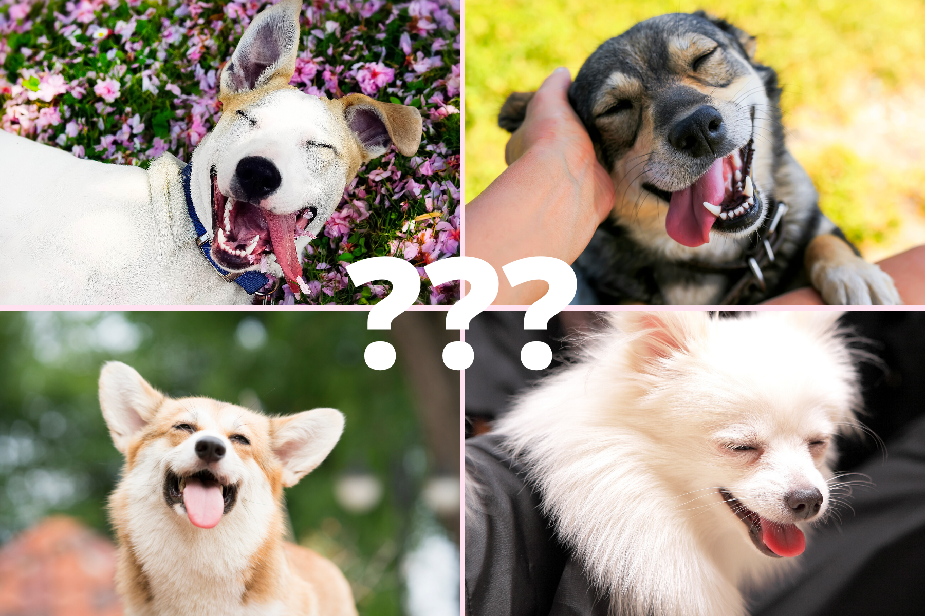 Pawp Quiz: What Dog Breed Best Fits Your Personality?