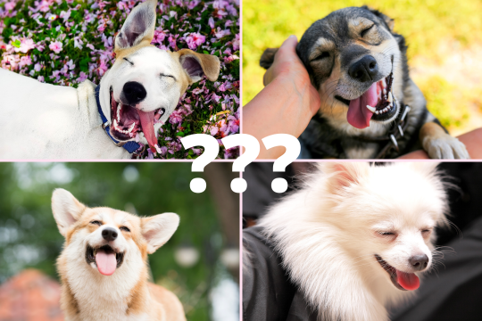 Pawp Quiz: What Would You Look Like As A Dog?