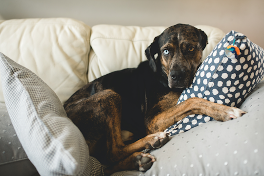 What To Do If Your Dog Is Trying To Hump Your New Puppy