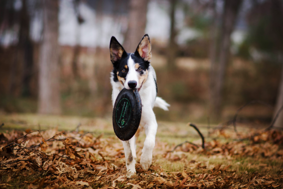 10 Best Dog Parks In New York City For Your Pup To Roam Free