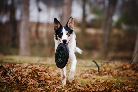 Canva - Dog park - Biting Frisbee Disc