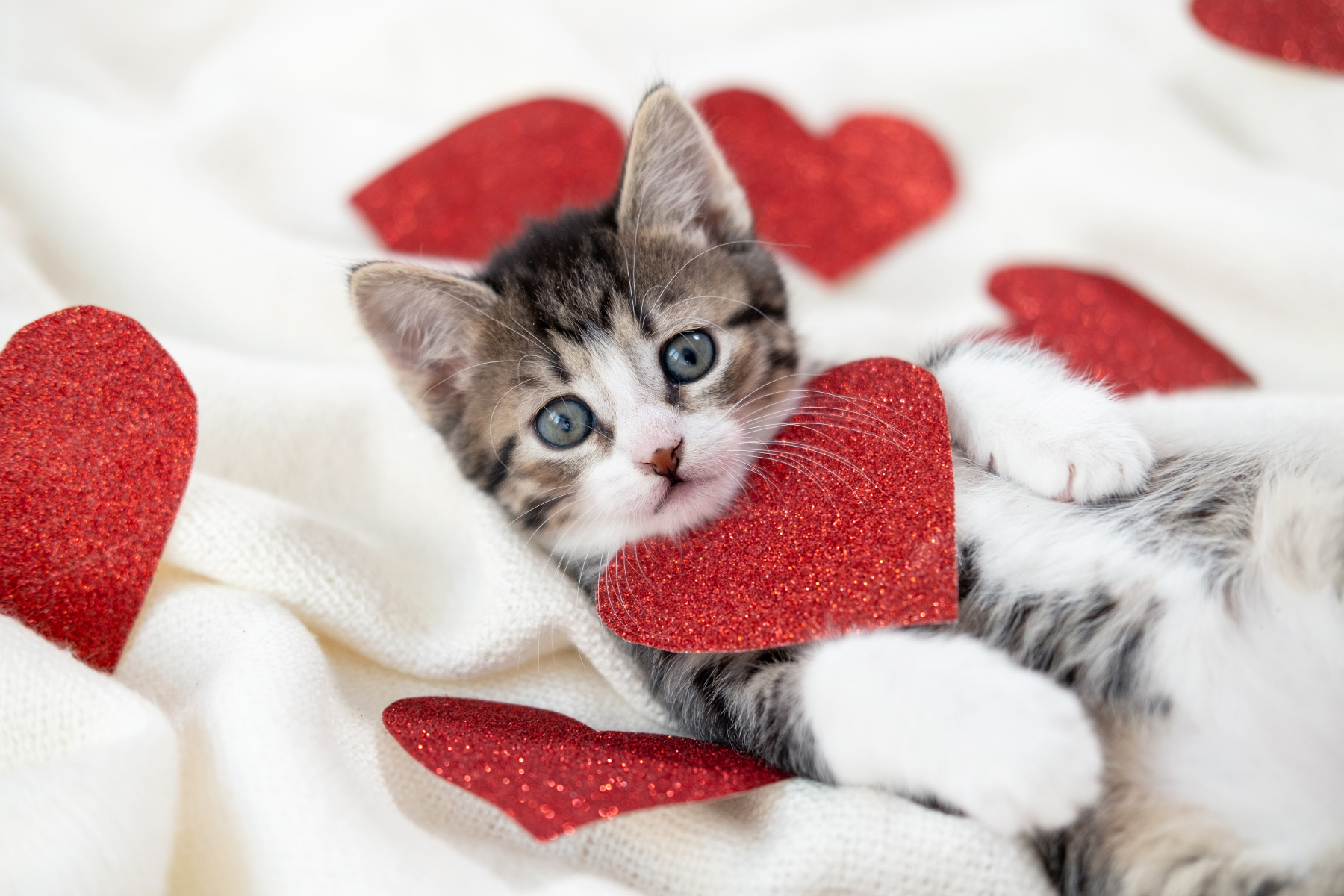 valentine gifts for cat lovers