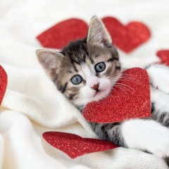 11 Valentine's Day Gift Ideas For Cat Lovers