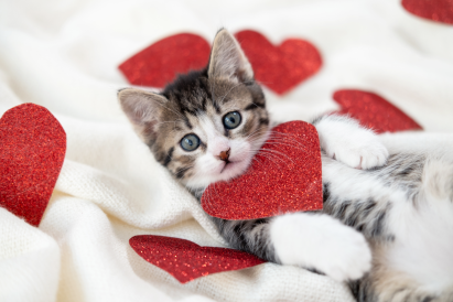 Valentine's Day Gifts for Cat Lovers