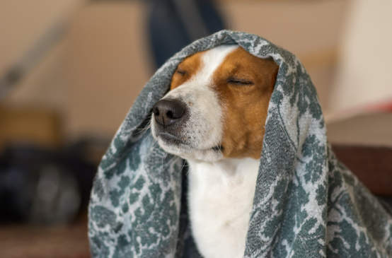 Canva - Indoor portrait of royal basenji dog meditating under coverlet