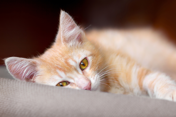 Upper Respiratory Infections In Cats: Signs, Symptoms & Treatments