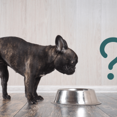 10 Best Dog Foods, Recommended By Vets & Pet Experts