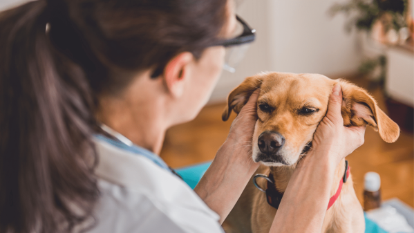Dog Ear Infection: Signs, Causes, Treatments & Prevention