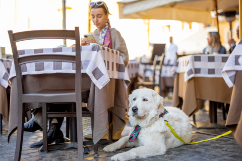 dog-friendly-restaurants-charlotte