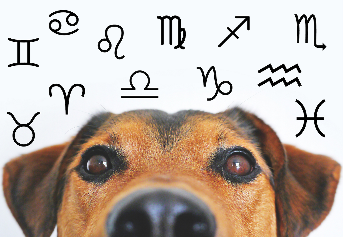 Your Dog's Weekly Horoscope 2019: December 2-8