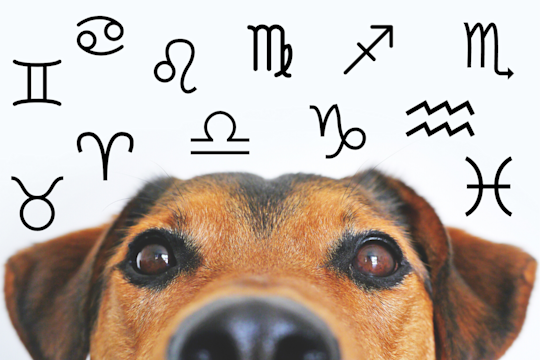 Your Dog's Weekly Horoscope 2019: December 2-8
