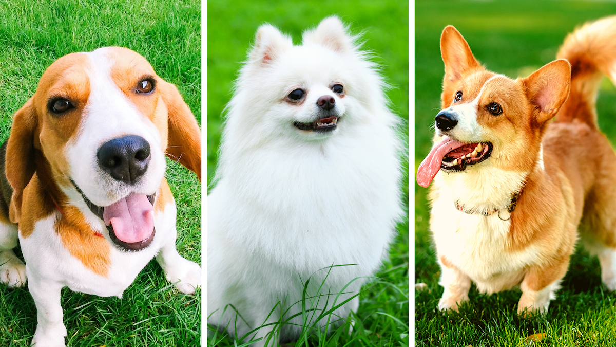 The Perfect Dog For You, According To Your Personality Type