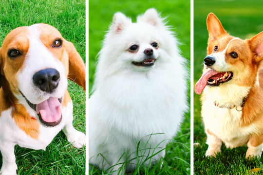 The Perfect Dog For You, According To Your Personality Type