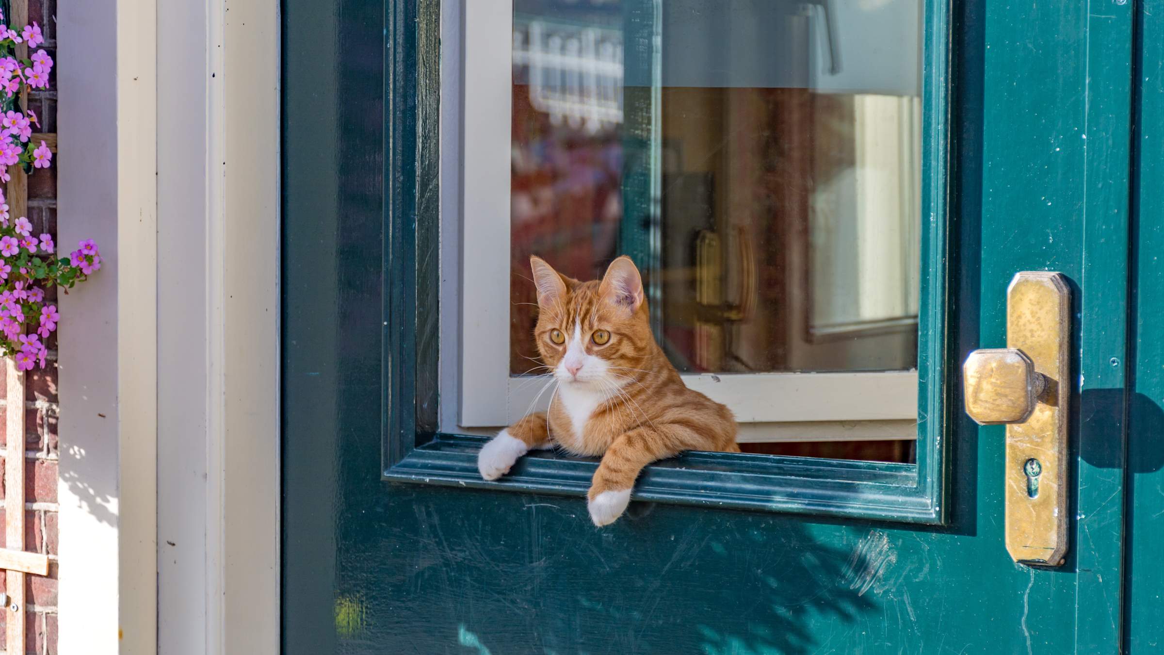Indoor vs. Outdoor Cats Exploring The Pros And Cons