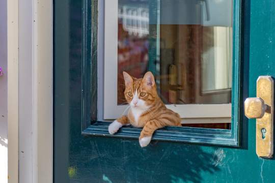 Indoor vs. Outdoor Cats: Exploring The Pros And Cons