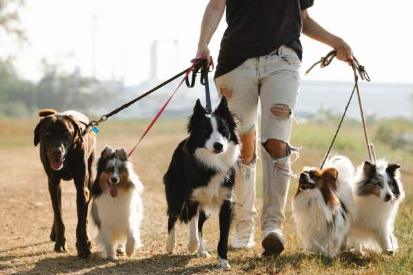 How Often Should You Walk Your Dog?