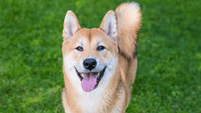 shiba inu - healthiest dog breeds