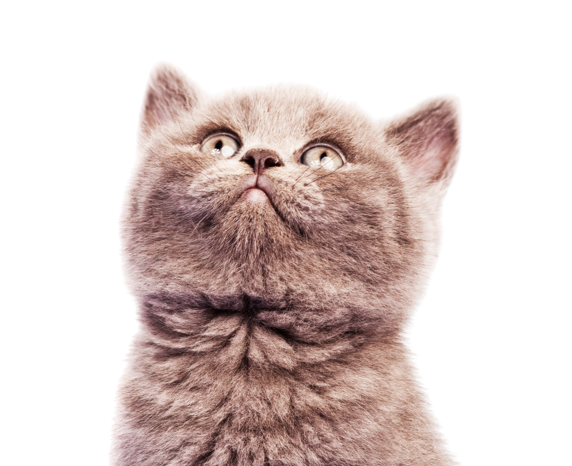 Kitten look up