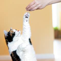 Can You Teach Cats Tricks? The Ins And Outs Of Training Your Feline Friend