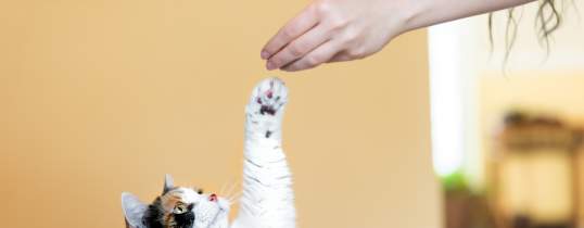 Can You Teach Cats Tricks? The Ins And Outs Of Training Your Feline Friend