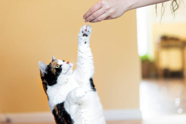 Can You Teach Cats Tricks? The Ins And Outs Of Training Your Feline Friend