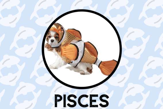 Pisces Dog Personality: What Being A Pisces Says About Your Dog