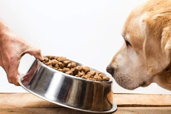 Bad dog food ingredients