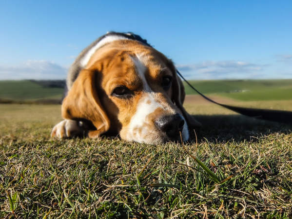 Dog Throwing Up? Reasons Your Dog Is Vomiting & How To Help