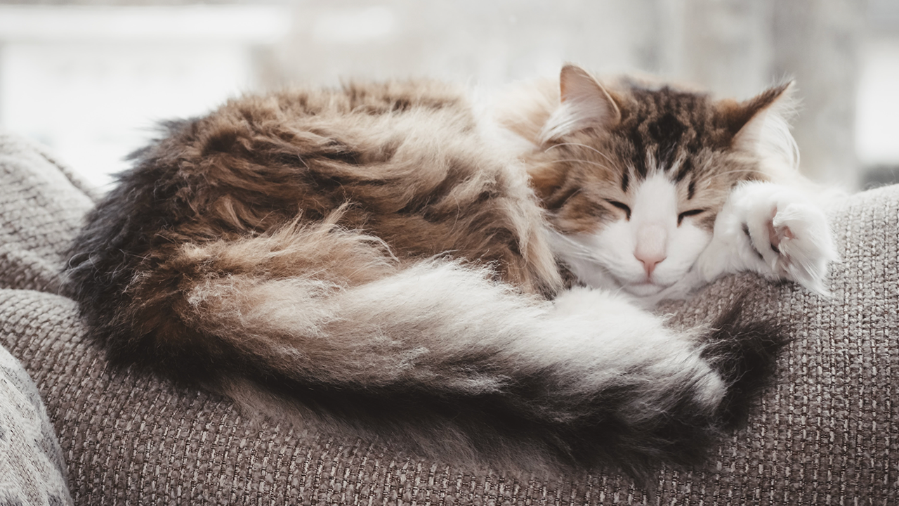 Does My Cat Have Heartworm? Signs, Treatment & Prevention