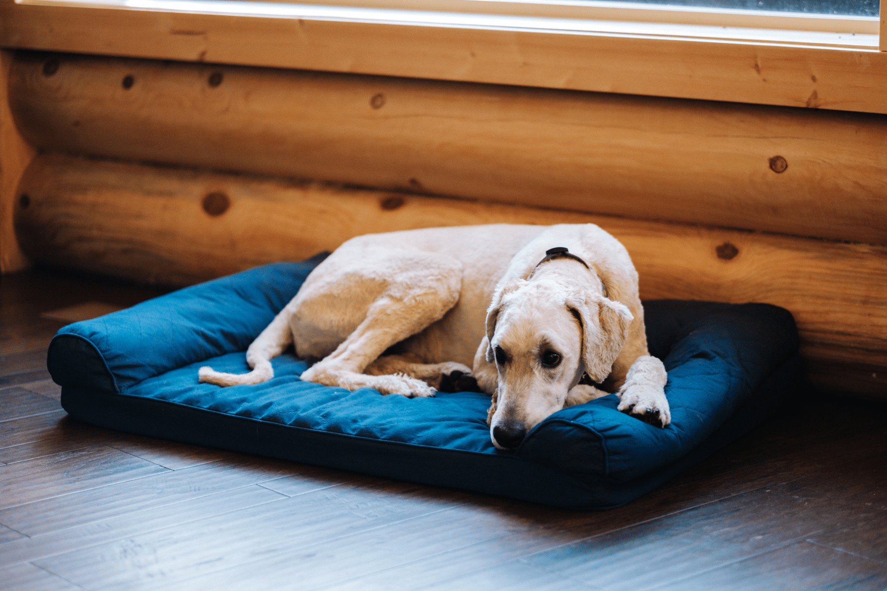 Dog Seizures: What Causes Seizures In Dogs & How To Treat Them