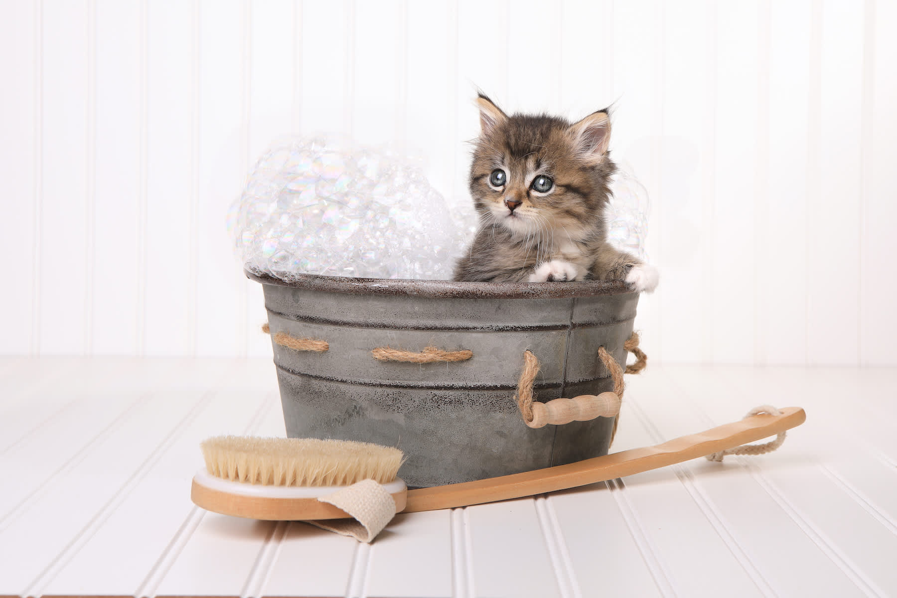 Cat Dandruff: Why Your Cat Has It & How To Get Rid Of It
