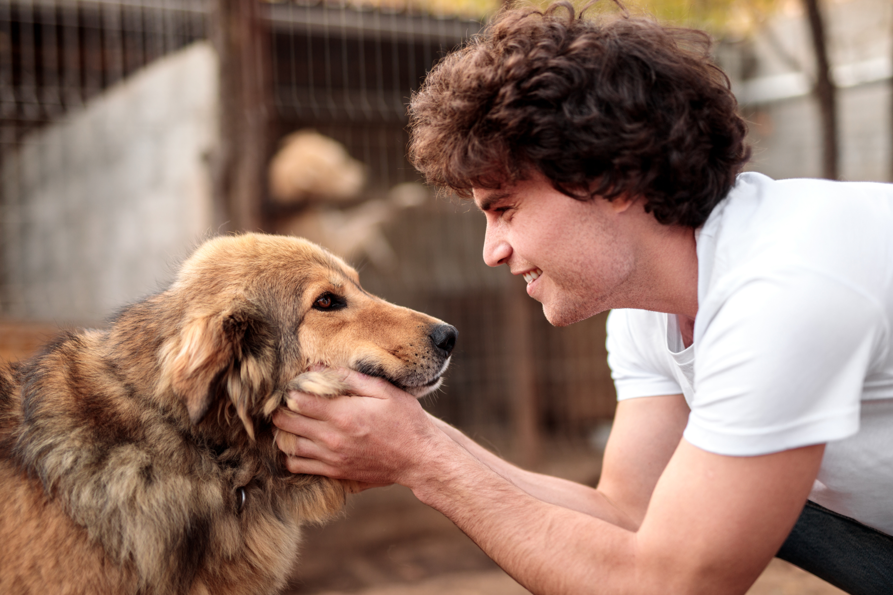 Houston Dog Adoption: Where To Rescue A Dog In Houston, TX