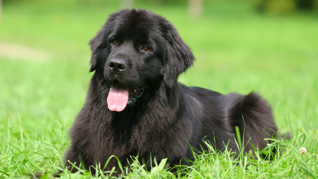 newfoundland - best dog breed for cats - Pawp