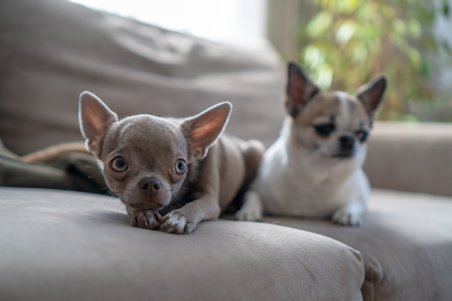 how do dogs communicate with body language