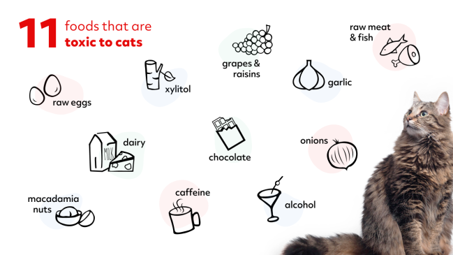 Cat Toxic foods PAWP BLOG INLINE