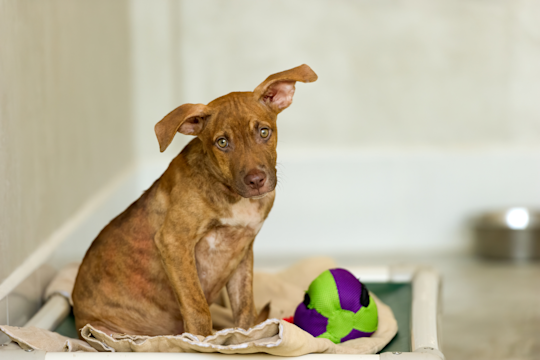 The Rescue Dog Checklist: Everything You Need For Your New Adopted Dog