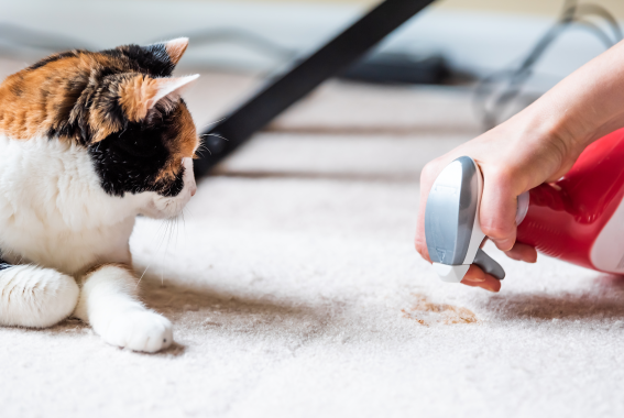 What To Do If Your Cat Is Peeing Outside The Litter Box