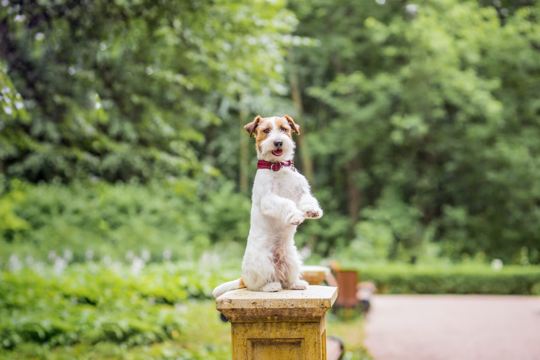 Canva - Jack Russell Terrier