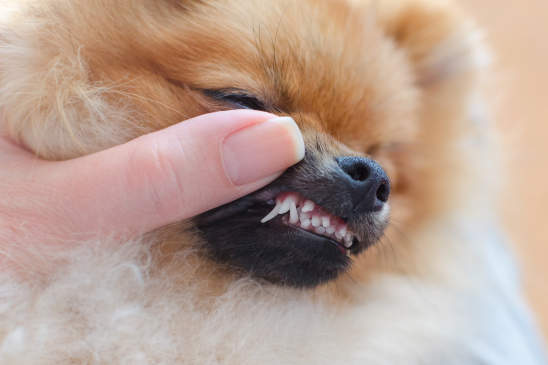 Canva - disturbance of teeth changes in dogs of small breeds, puppy pomeranian spitz with two rows of teeth, hyperdontia