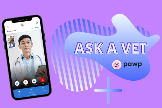 Ask A Vet: Pawp Online Vets Discuss Dog Spraying & Cat Grooming