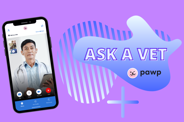 Ask A Vet: Pawp Online Vets Discuss Dog Spraying & Cat Grooming