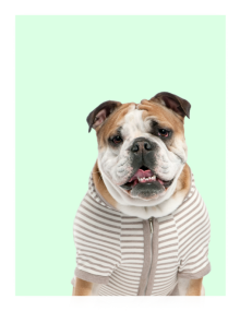 Bulldog in a striped shirt