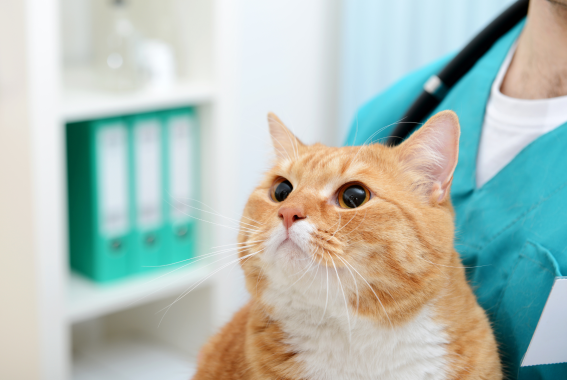 7 Hacks To Save You Money At The Vet