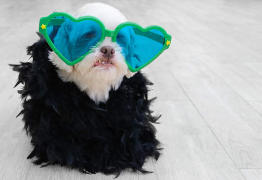 Canva - Glamorous dog wearing a fashion clothing with plumes