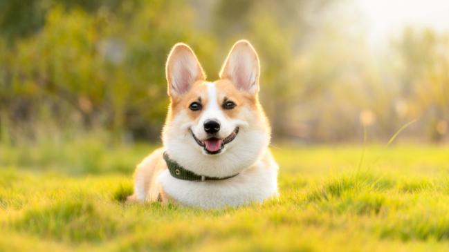 corgi - best dog breed for cats - Pawp