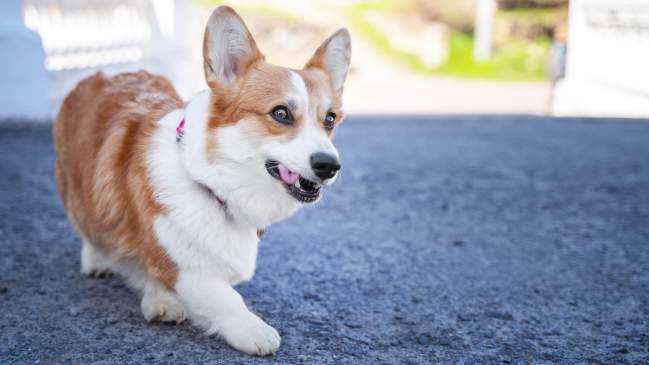 7 Dog Breeds That Are Perfect for City Life