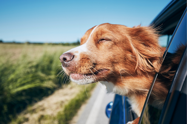 Vet's Favorite Things: 17 Vet-Approved Pet Products For Travel