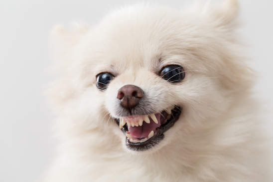 Canva - Angry White Pomeranian Dog