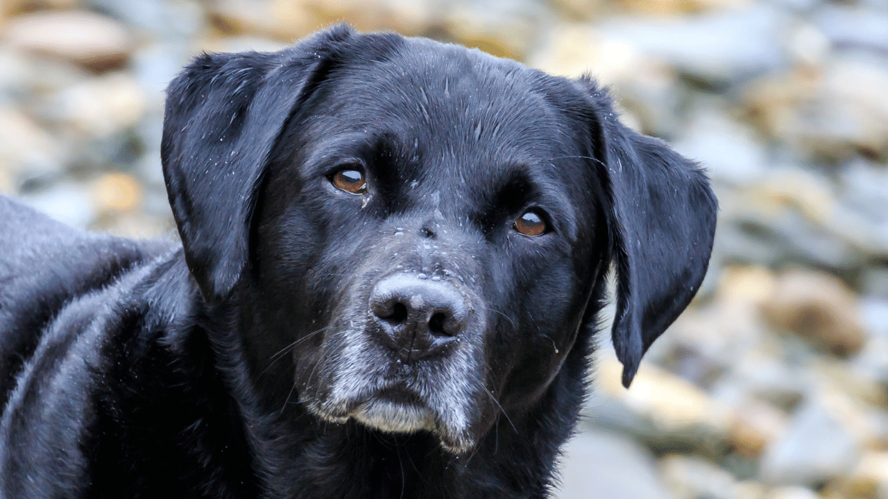 Does My Dog Have Dementia? Signs, Causes, Treatments