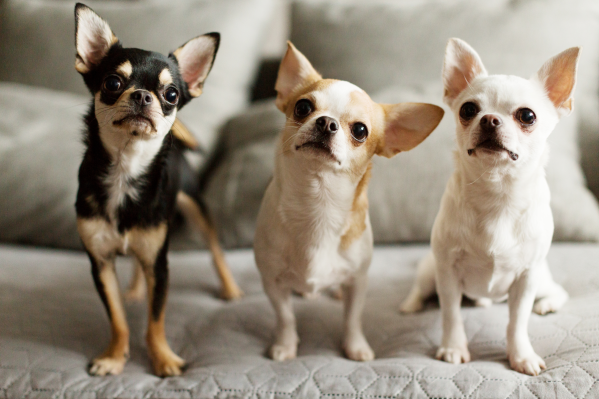 Chihuahua Health Issues To Look Out For
